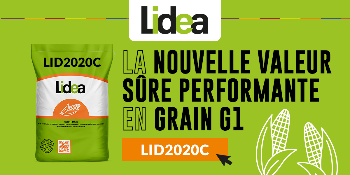 LID2020C, la nouvelle valeur sûre performante en maïs précoce
